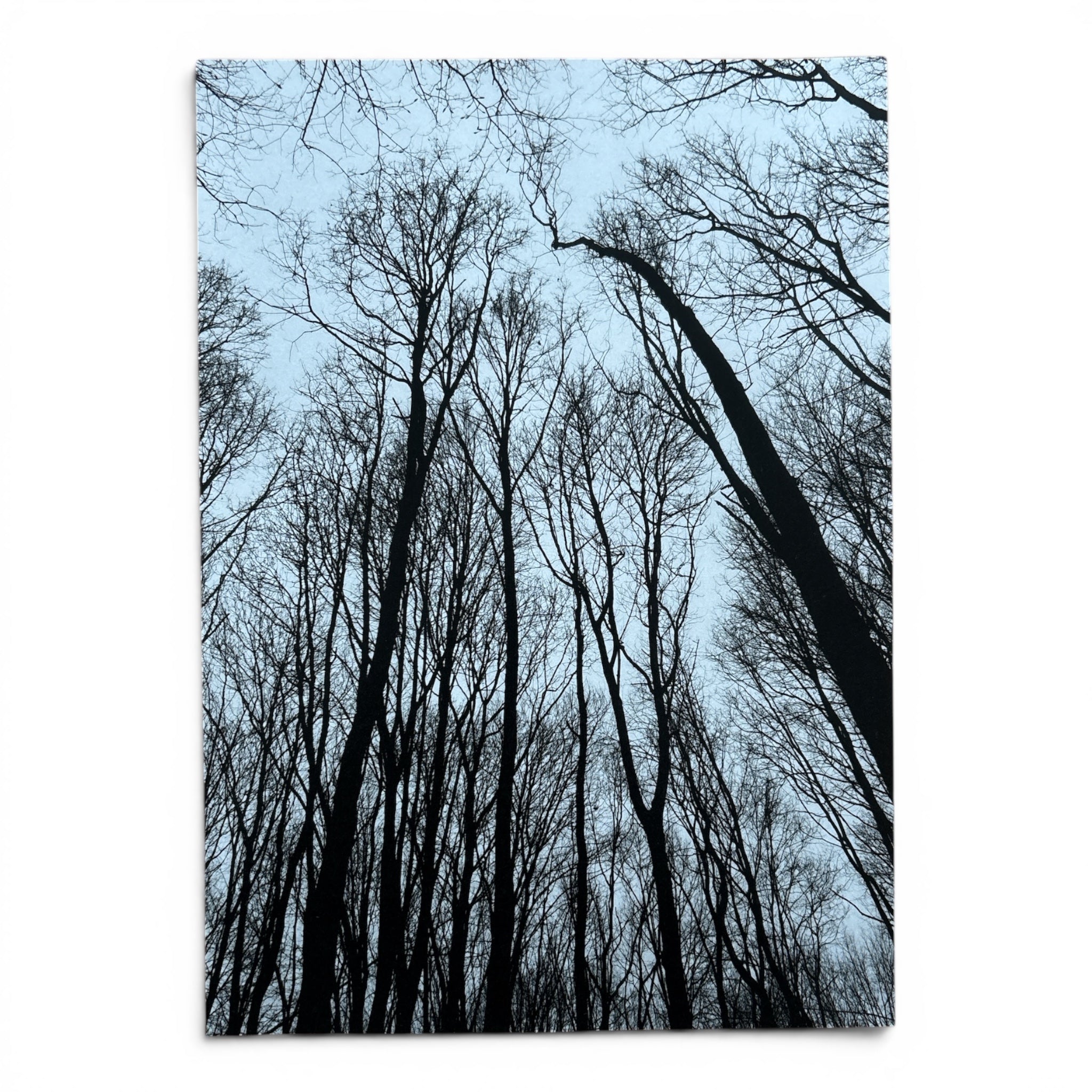 Forest – Kunstdruck DIN A4